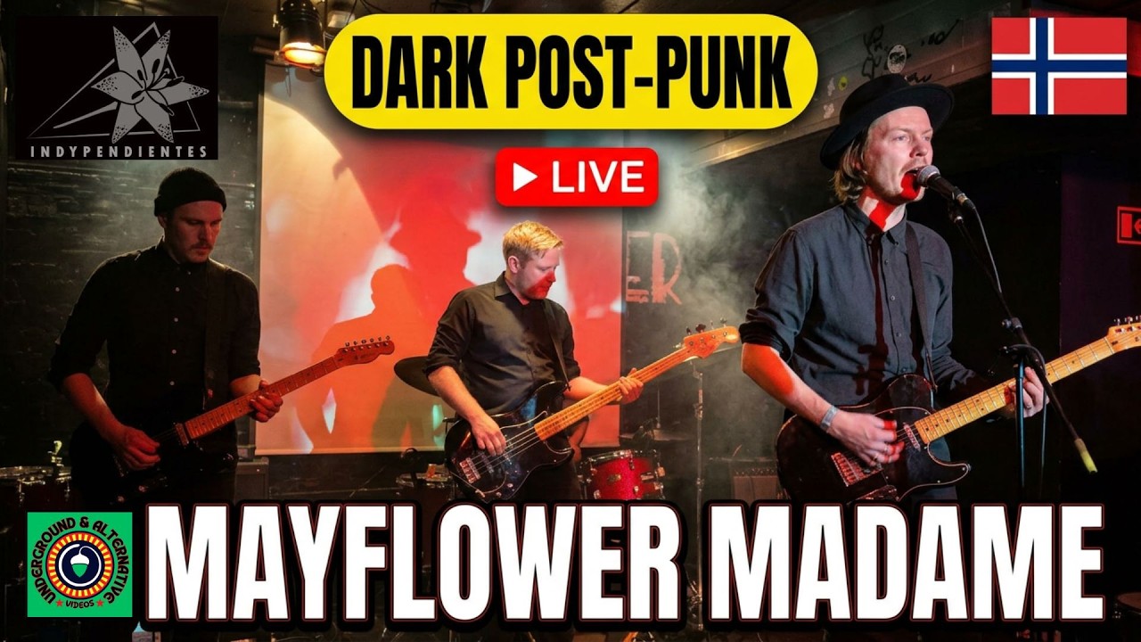 🌹MAYFLOWER MADAME 