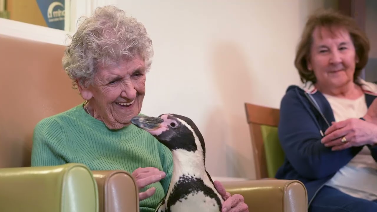 Penguins visit Oxfordshire care home for International Penguin Day!