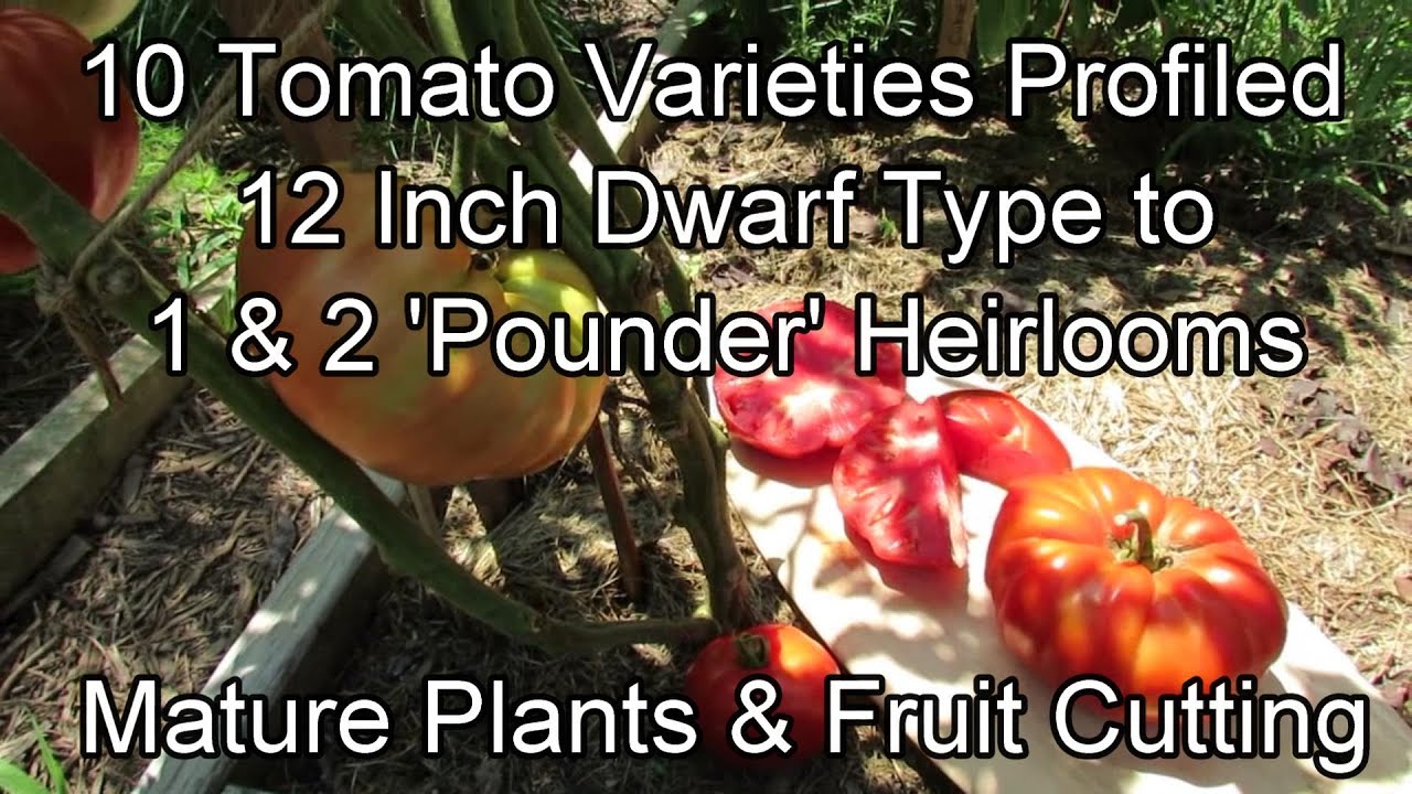 10 of My Favorite Tomato Varieties from Dwarf Plants to '2 Pounders': Mature Plants & Fruit Cutting