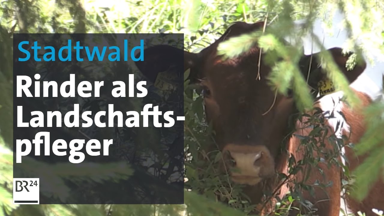Stadtwald Augsburg: Landschaftspflege mit tierischen Helfern | Abendschau | BR24