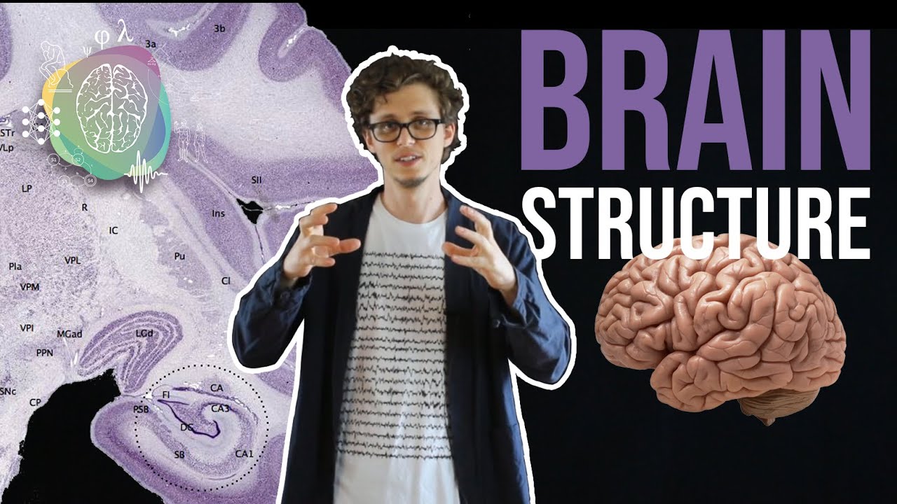 What can we learn by studying the brain?