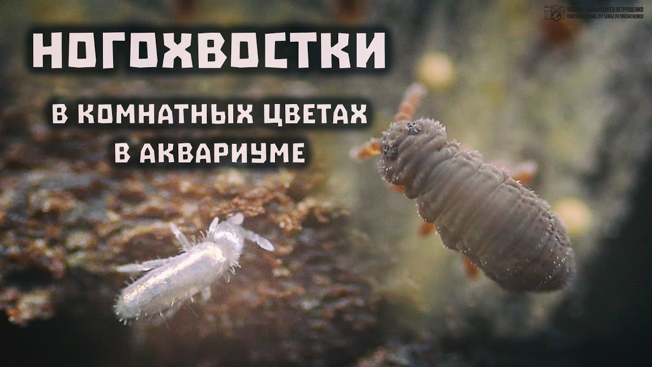 Древние прыгуны, покорившие мир. Ногохвостки в цветочных горшках и в аквариумах. // Clever Cricket