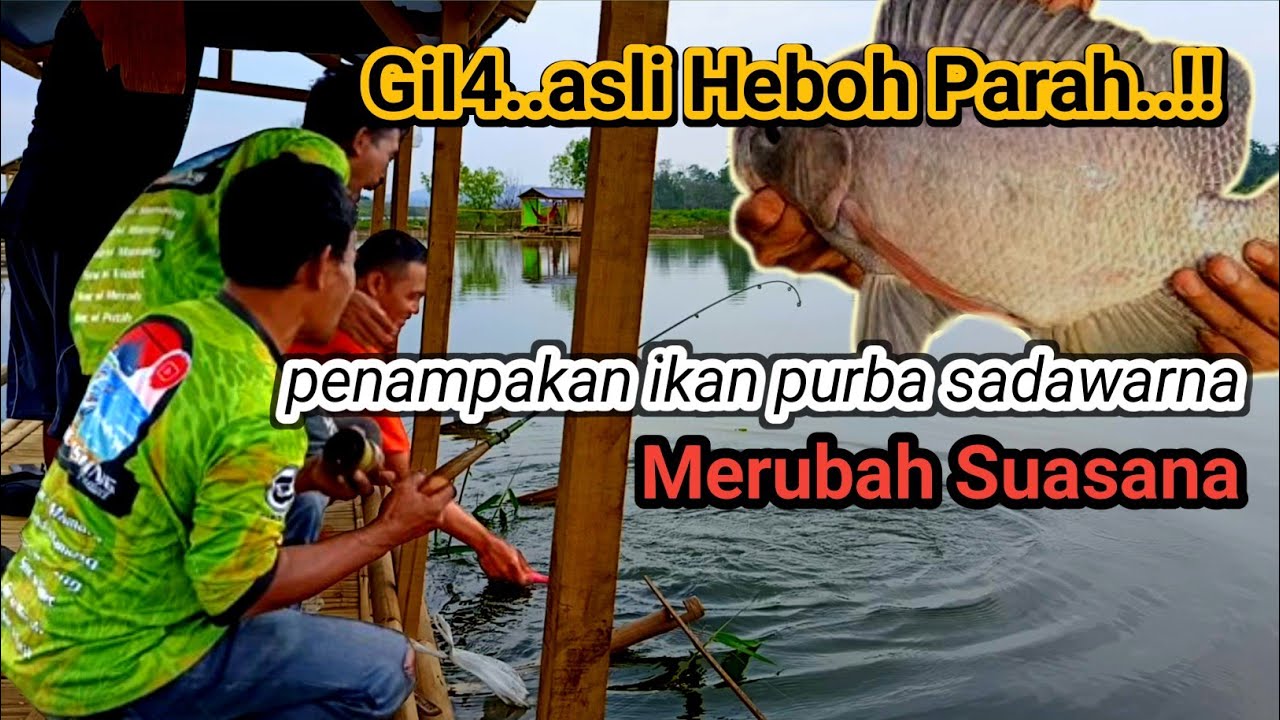 Ini parah...❗Danau Sarang ikan Nila purba Sada warna di hebohkan rombongan  pemancing Bandung