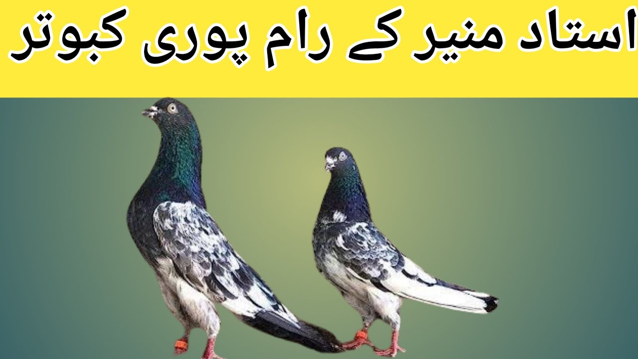 Ostad Muneer's Incredible | Teddy King Pigeons: PART 2