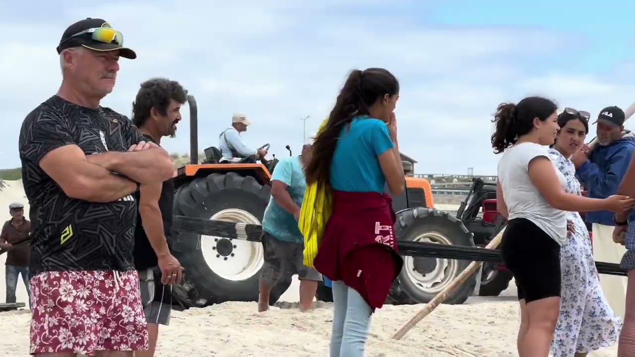 La pesca tradicional con Arte Xávega en Torreira, Portugal: captura masiva de carapau y caballa