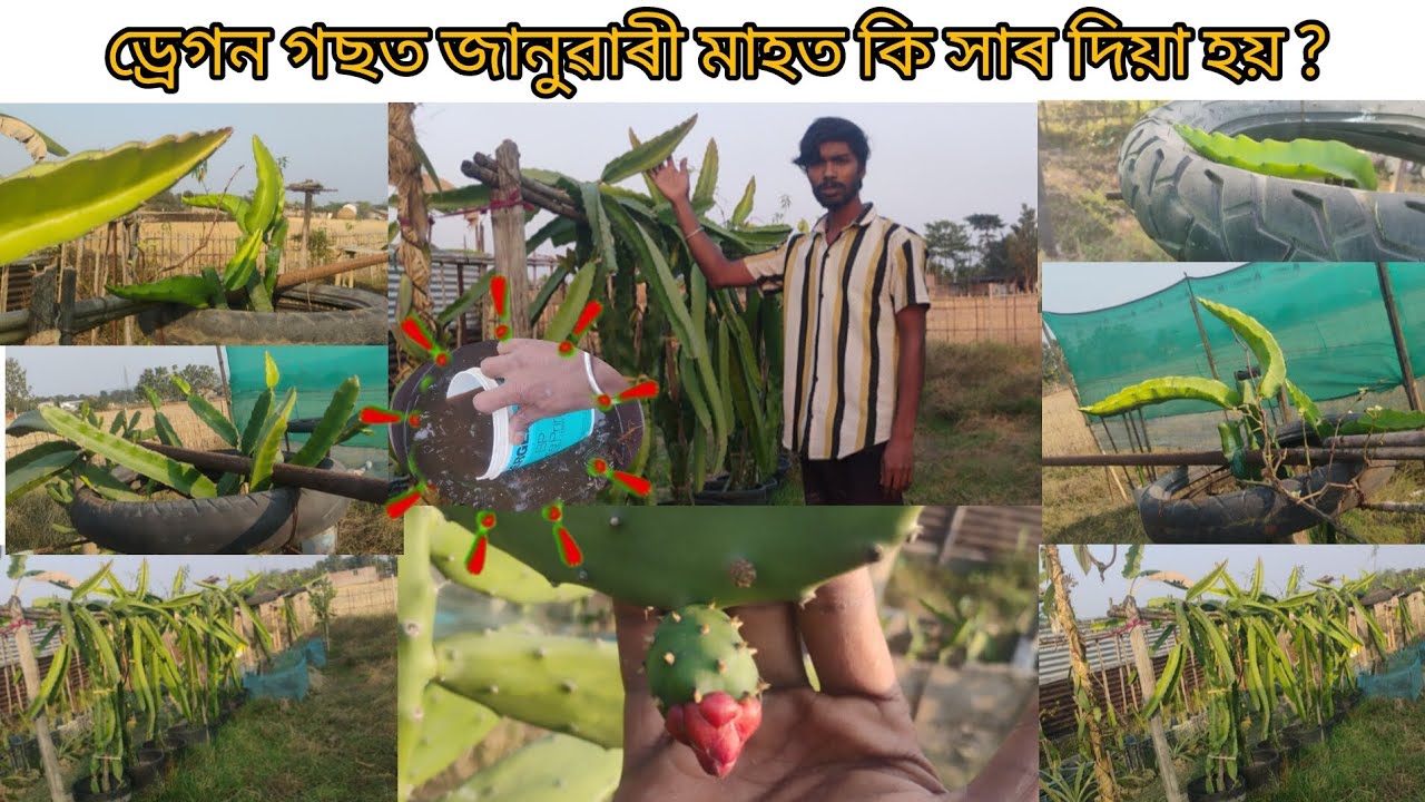 জানুৱাৰী মাহত ড্ৰেগন গছত কি সাৰ দিয়া হৈছে #viralvideo @TheBijoyGarden 