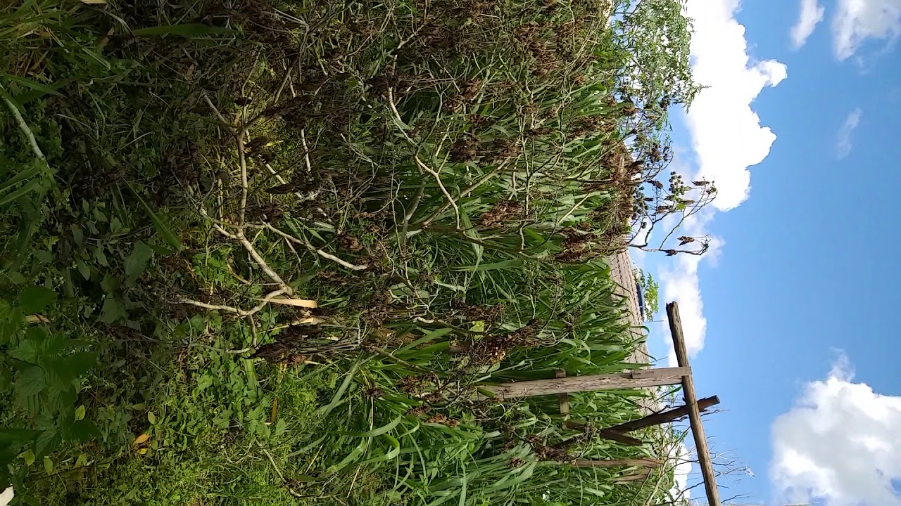 Trabalho  rossadeira limpeza  lotes