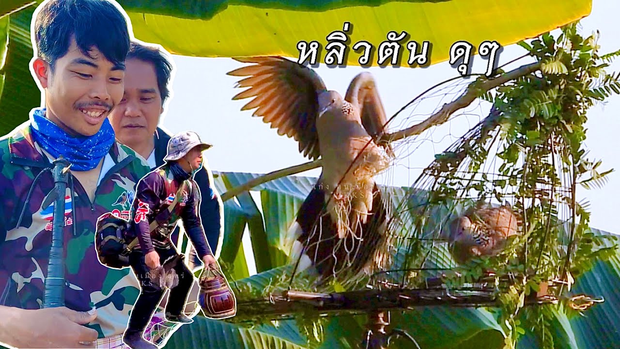 หลิ่วตัน ดุๆ ลุ้นๆมันๆ กับ #ทีมงานเมียหน่ายสายโม้ #นกเขาใหญ่ป่าเมืองแพร่ #ต่อนกเขาใหญ่ 