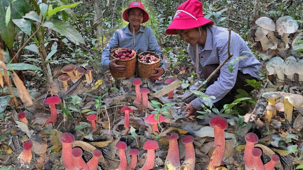 หมานๆโพดๆโพๆๆ!! เจอเห็ดผึ้งแดงหมู่ใหญ่ๆดอกสวยๆ ขาใหญ่ๆ 15 มีนาคม 2569 หมานๆครับผม