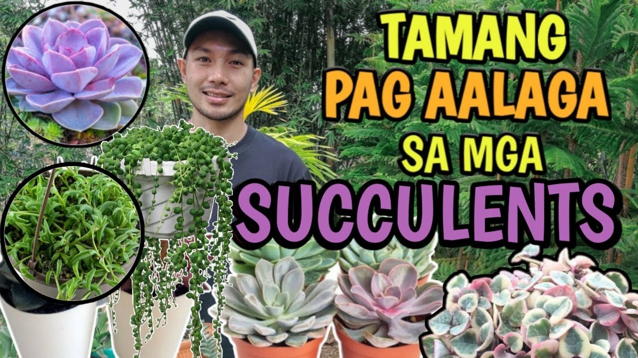 HOW TO CARE FOR SUCCULENTS | TIPS FOR A HEALTHY SUCCULENTS