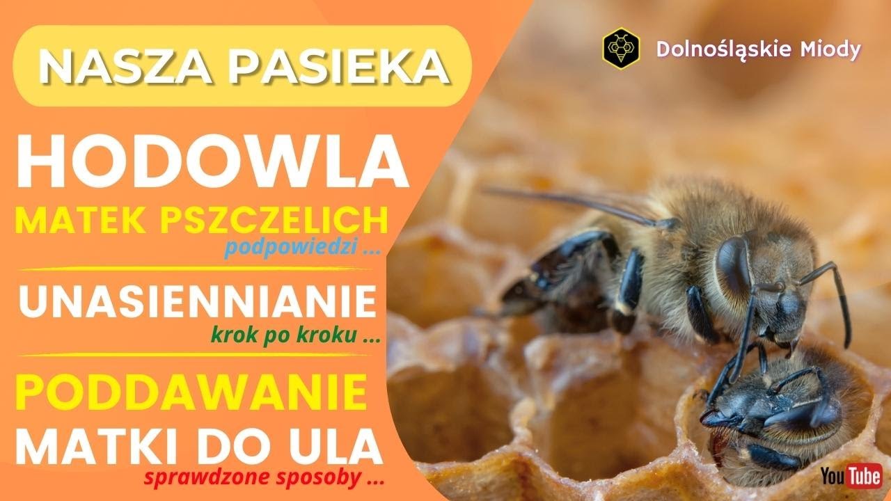 Hodowla matek pszczelich, unasiennnianie i poddawanie do ula #pszczoły #matka #pszczela