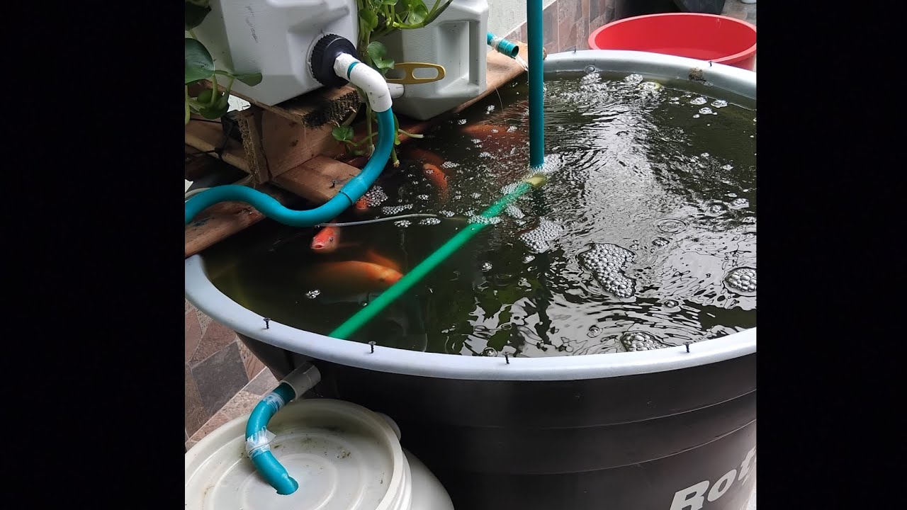 Desagüe y Filtracion del agua en cultivos de peces en casa, sistema aguaponico recirculacion ras