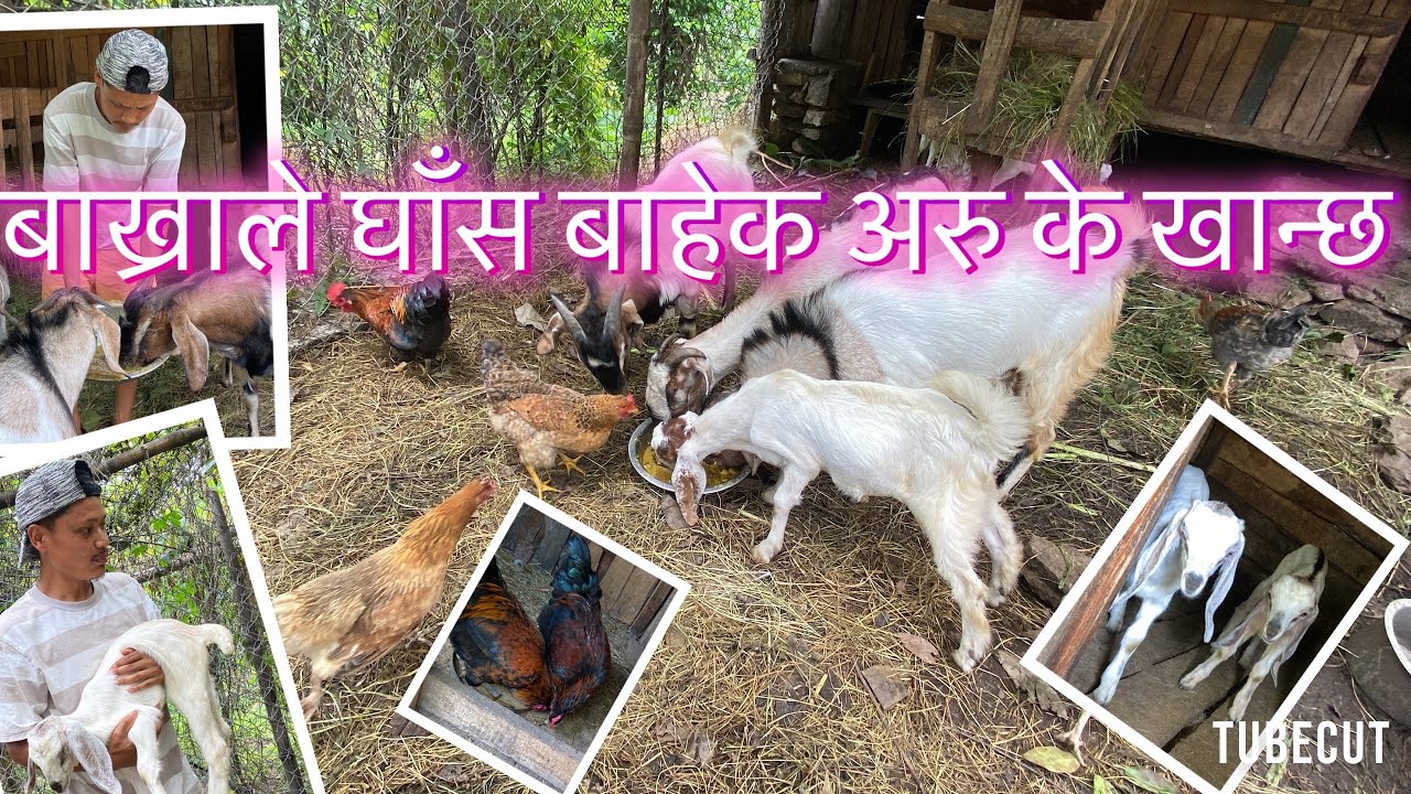 बाख्रालाई कुडो खुवाउँदै | Feeding goats in my village | Gulmi | Nepal