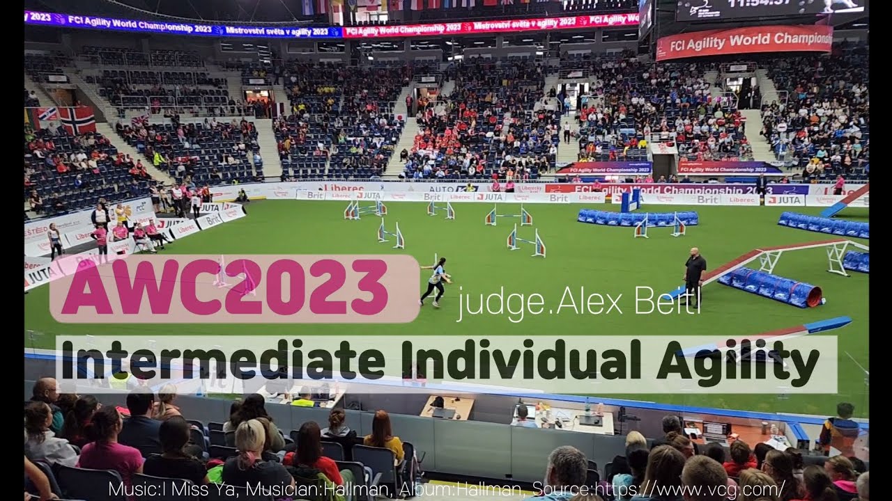 Intermediate Individual Agility  AWC2023 / judge.Alex Beitlawc