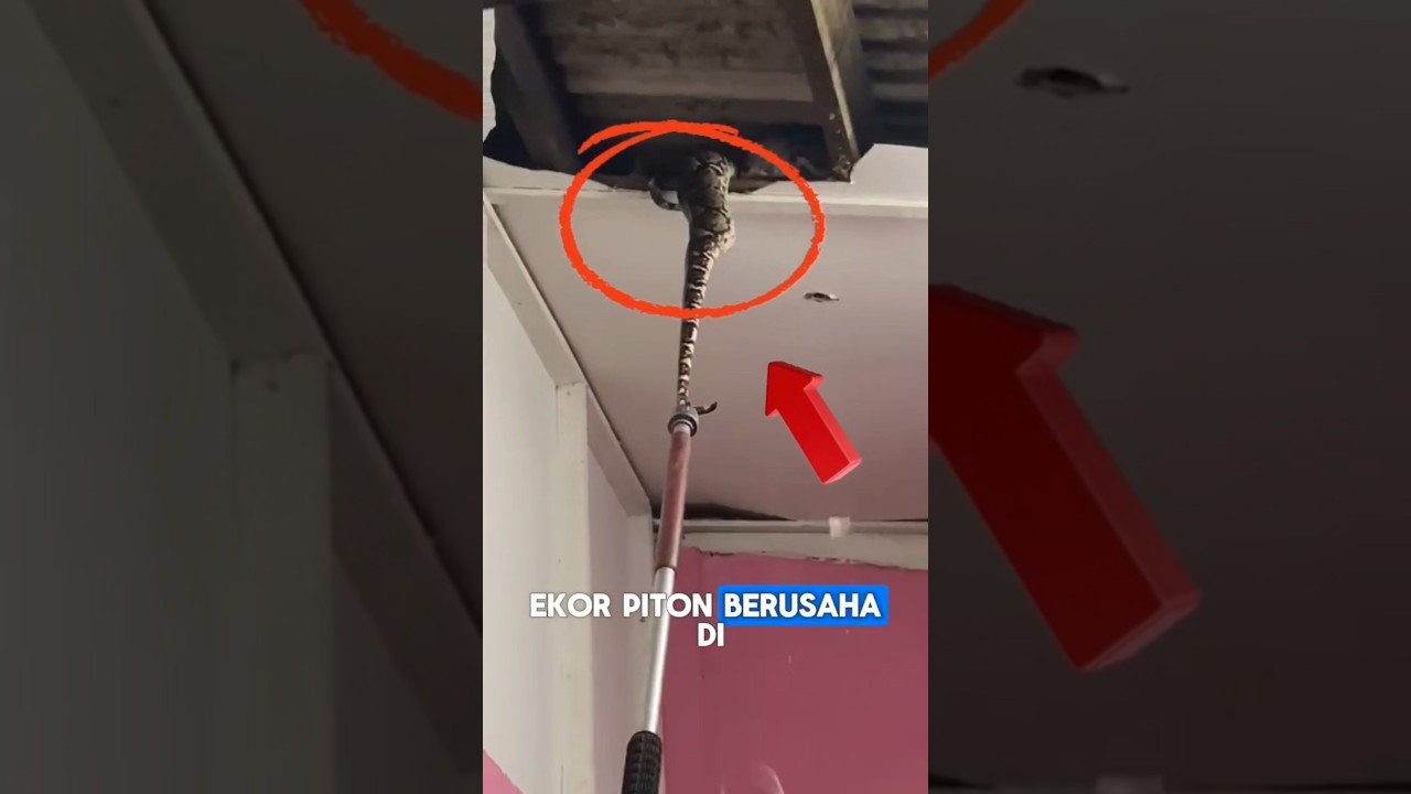 BONGKAR ATAP RUMAH, MALAH KETEMU SARANG ULAR RAKSASA! JUMLAHNYA BIKIN MERINDING!