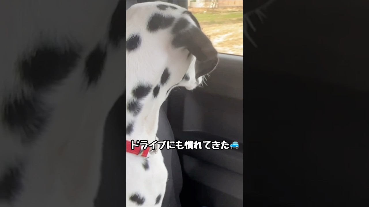 【ドライブに慣れてきたダルメシアンパピー】#shorts #ダルメシアン #犬 #dalmatian #dogvlog #可愛い #puppy
