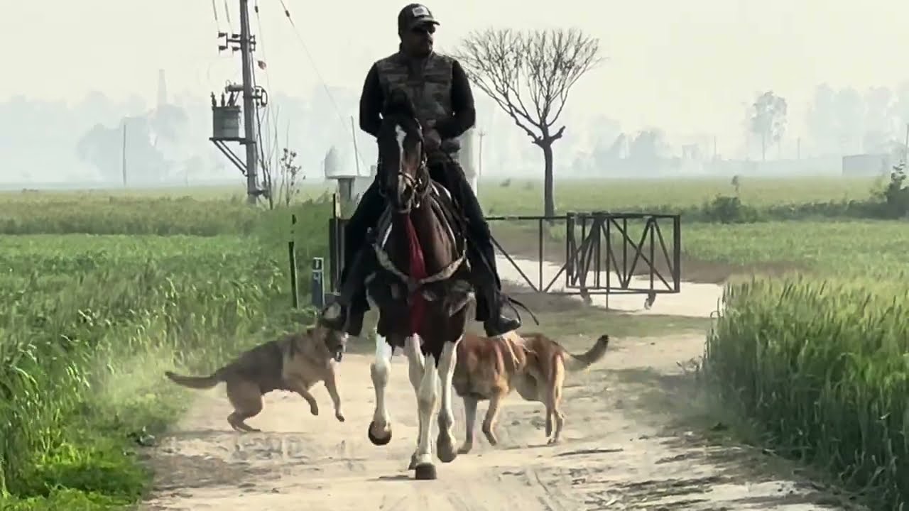 my first ride with horse Rangeela and my dogs Gundi and Hot dog