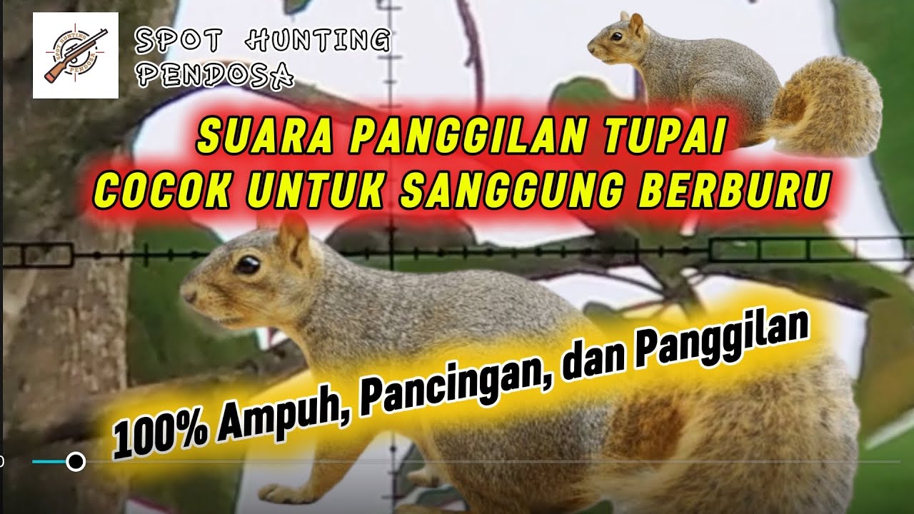 SUARA PANGGILAN TUPAI🔊 PIKAT TUPAI 💯% AMPUH. Untuk Sanggung Bedilers. BERBURU ❗