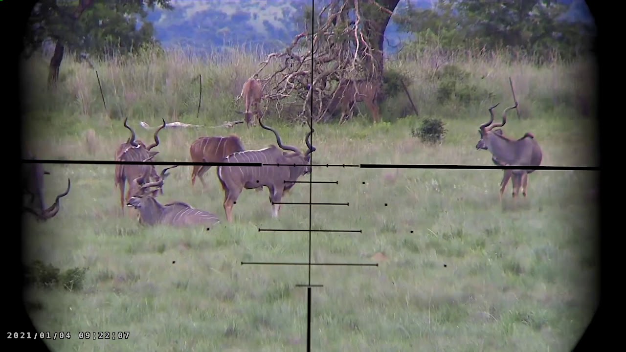 Aloe African Safari Kudu hunt