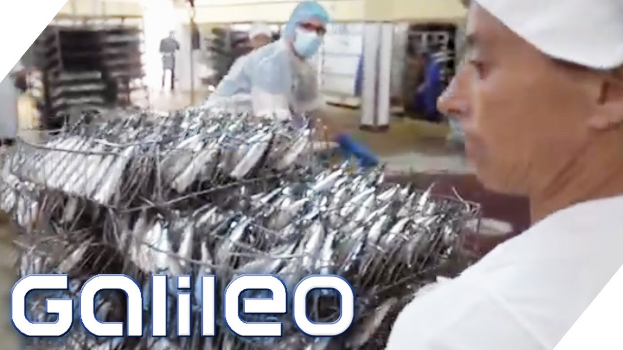 Fischgeruch & Zeitdruck: Wie hart ist der Job in einer Fischfabrik? | Galileo testet Berufe