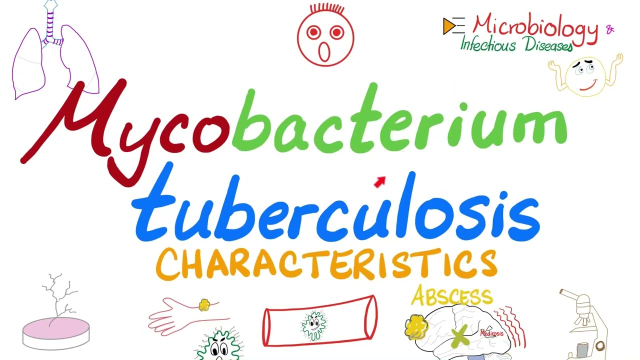 Mycobacterium tuberculosis (TB) - Characteristics - Acid-Fast - Microbiology 🧫 & Infectious Diseases
