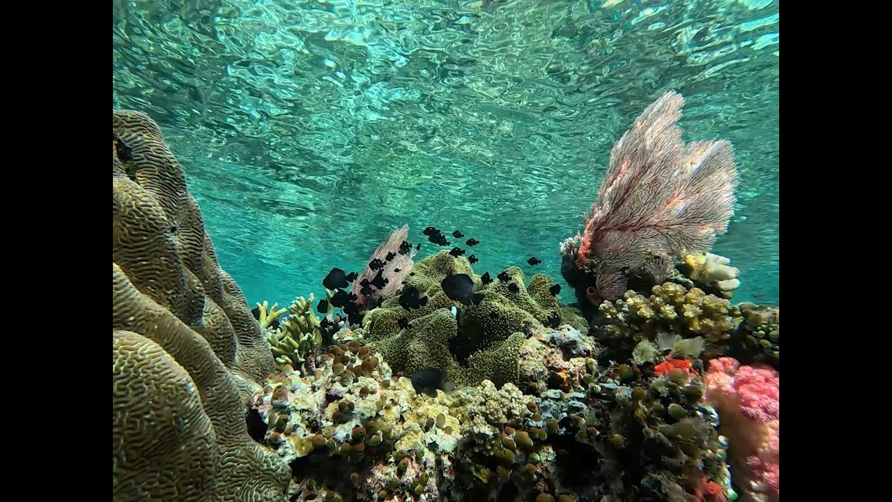 Dewi Nusantara Cruise 2527 All of Raja Ampat - Biodiversity Hotspot