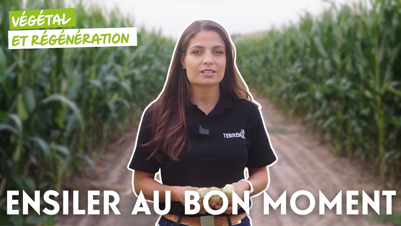 Ensiler au bon moment – repères clés pour vos maïs 2025