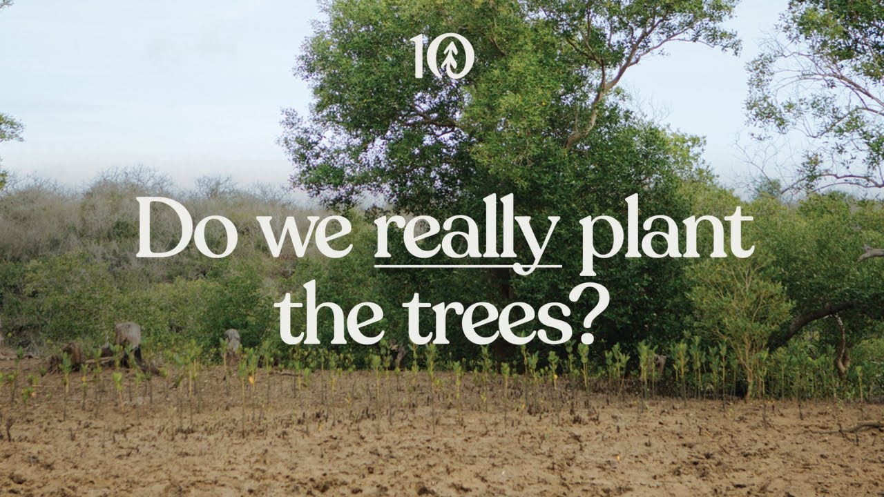 Do we really plant the trees?