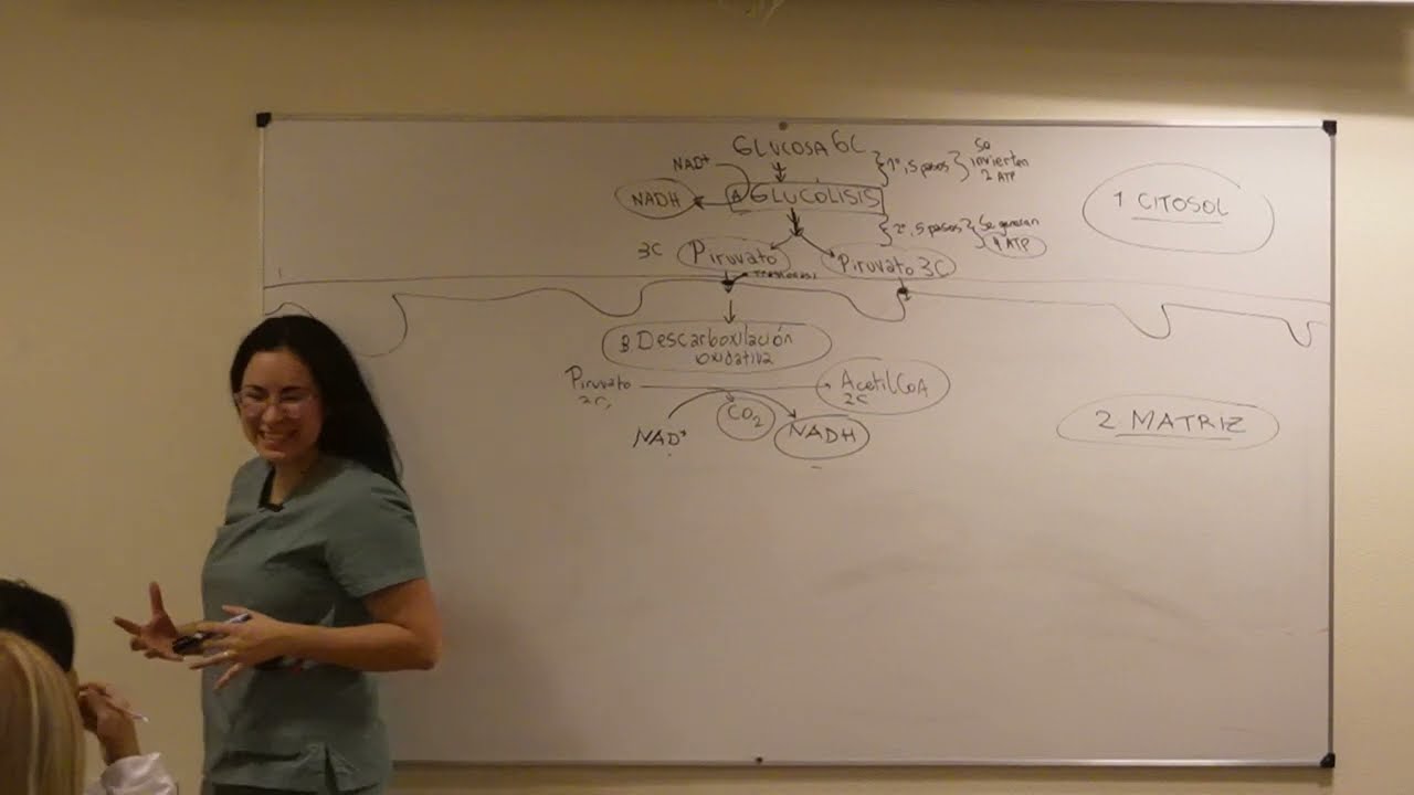 Clase 26-Respiración Celular. (Repaso)