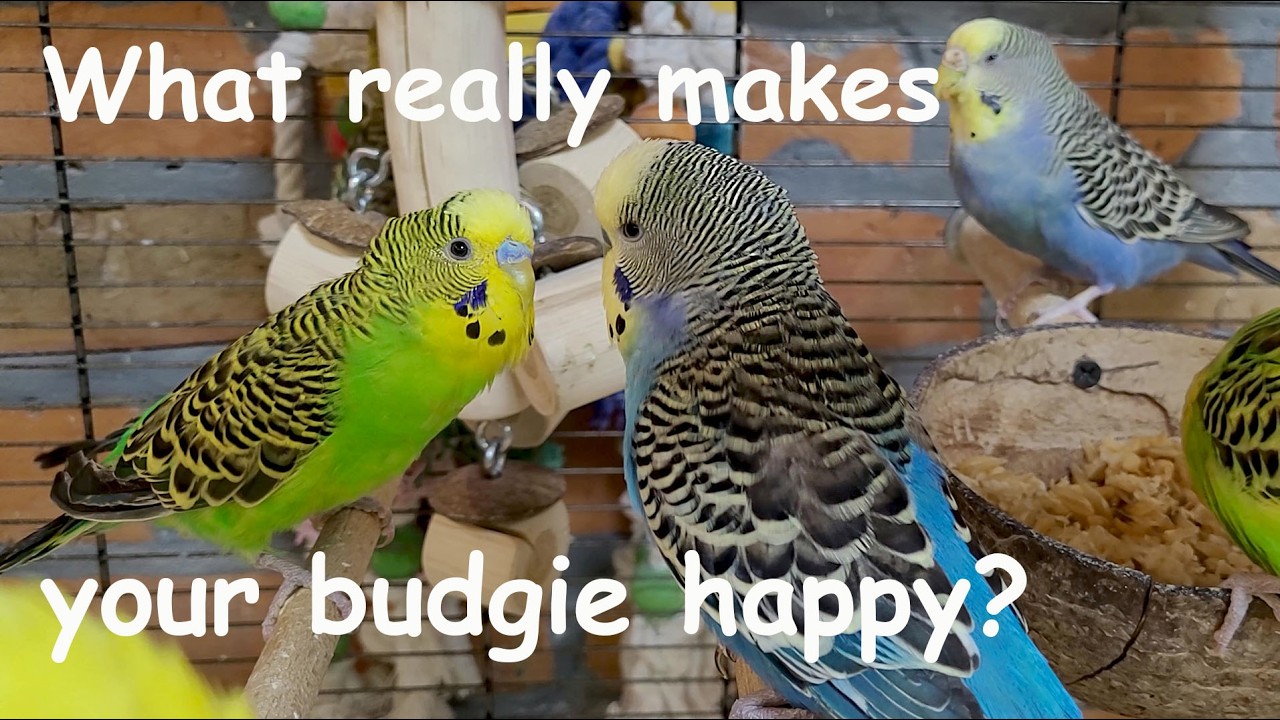 7 hours of budgie sounds for lonely birds to make them happy