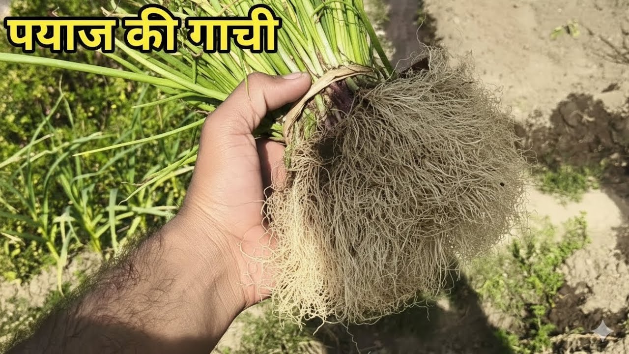 Peyaj ki gachhi ko ishe lagya jta he@ranchi_vlogg#viral 