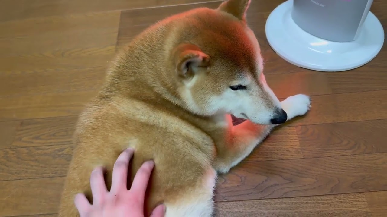 2026年2月12日朝からゆったり柴犬の集いむぎちゃんぎんちゃんなのだ