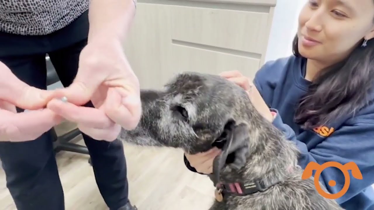SASH Vets - How to give allergy vaccines to dogs