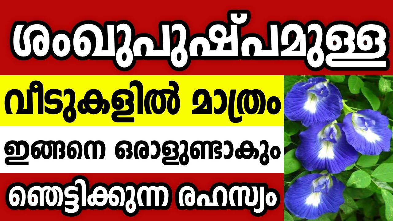 ശംഖുപുഷ്പമുള്ള വീടുകളിൽ ഇങ്ങനെ ഒരാൾ ഉണ്ടാകും,നിങ്ങളുടെ വീട്ടിൽ ഈ ചെടി ഉണ്ടോ