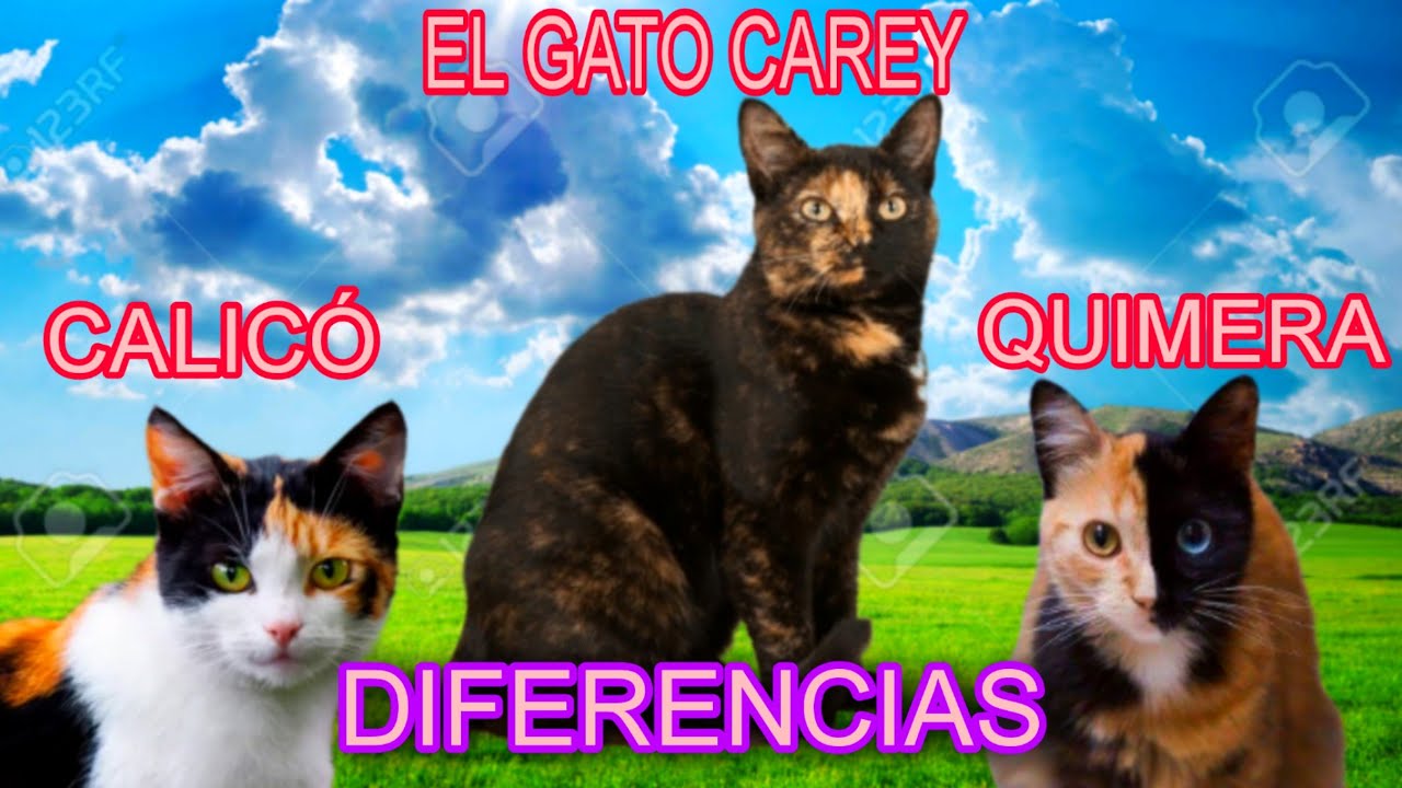 EL GATO CAREY, CALIC&Oacute; Y QUIMERA. DIFERENCIAS.