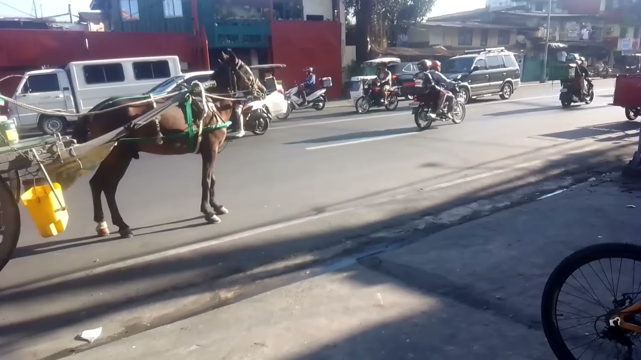 kabayo ride sa tondo city of manila Philippines 