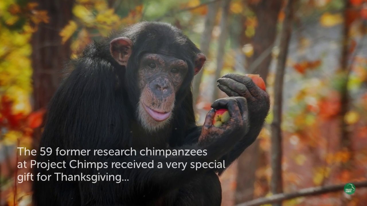 Former Research Chimps Enjoy Vegan Chimpsgiving
