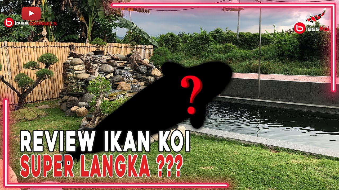 REVIEW IKAN KOI SUPER LANGKA ???