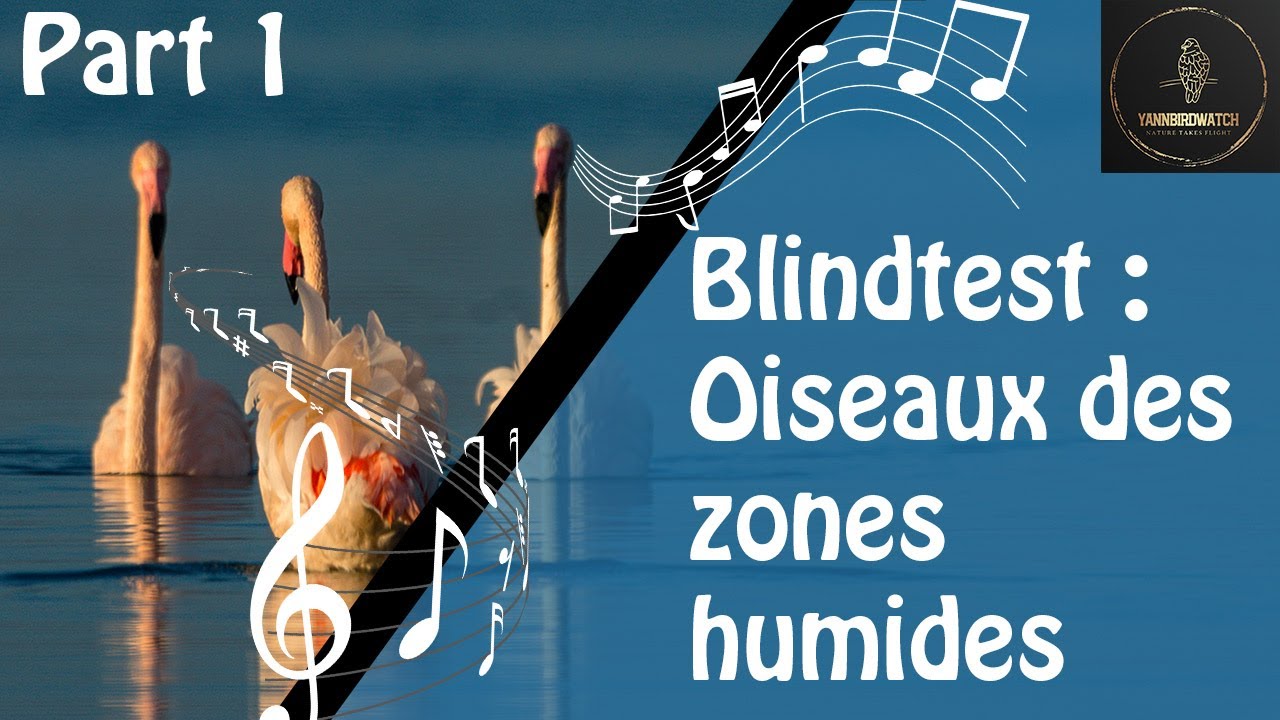Apprendre Le Chant Des Oiseaux de zone humides SANS EFFORT ! Entrainez-vous PART 1