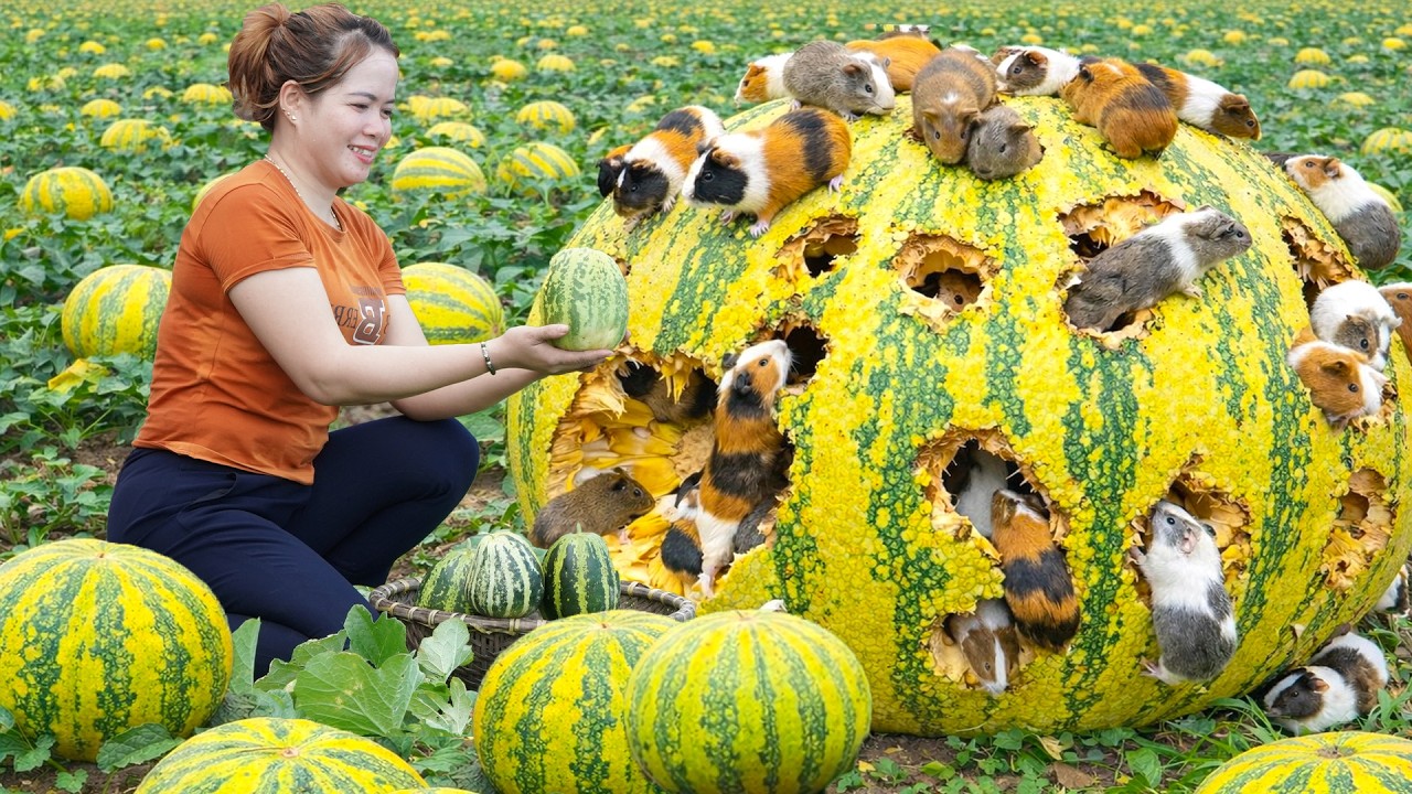 Harvesting and Sell Fresh 1000+ Honeydew Melon,Eggs Home-Raised Chickens That Sold Out in 72 Hours
