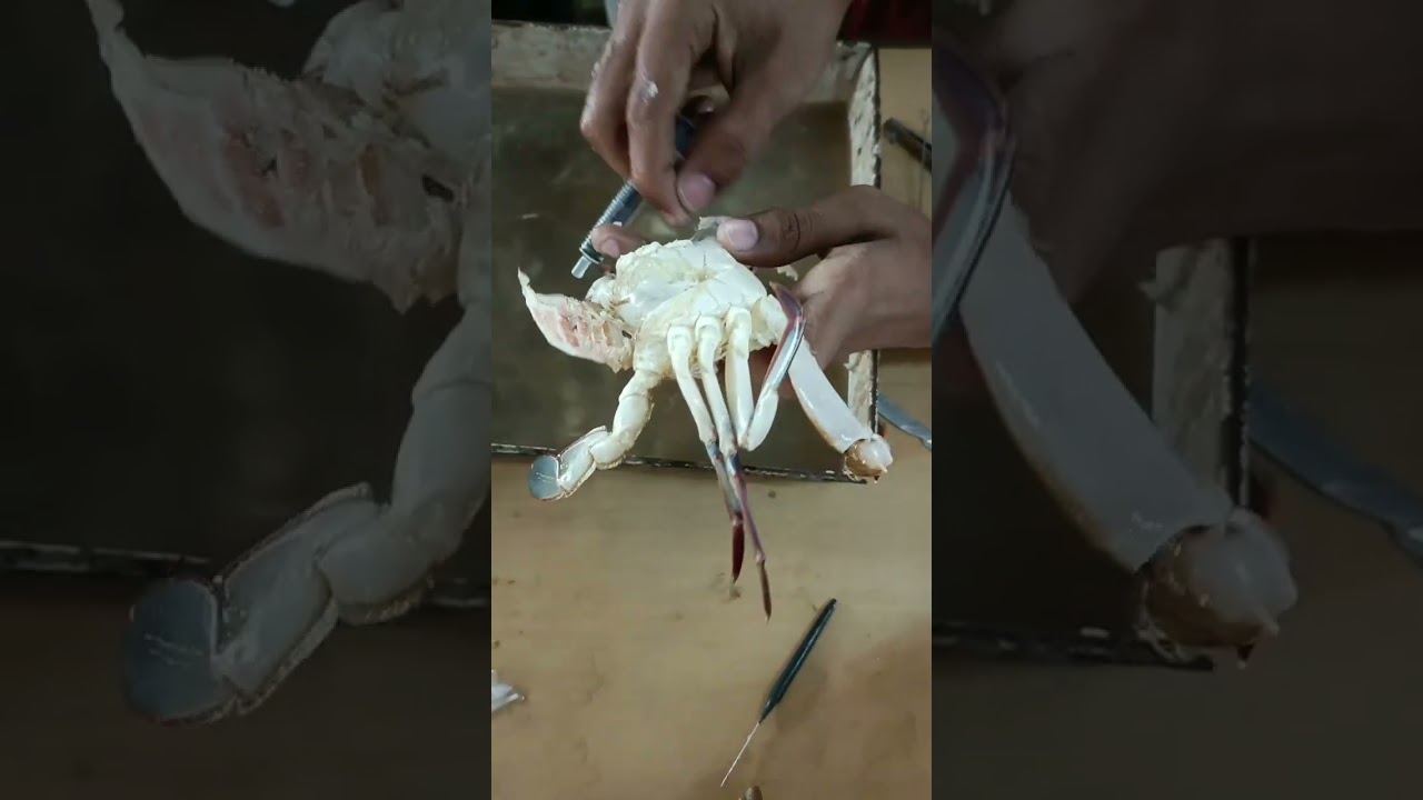 Dry preservation of Crab🦀..!