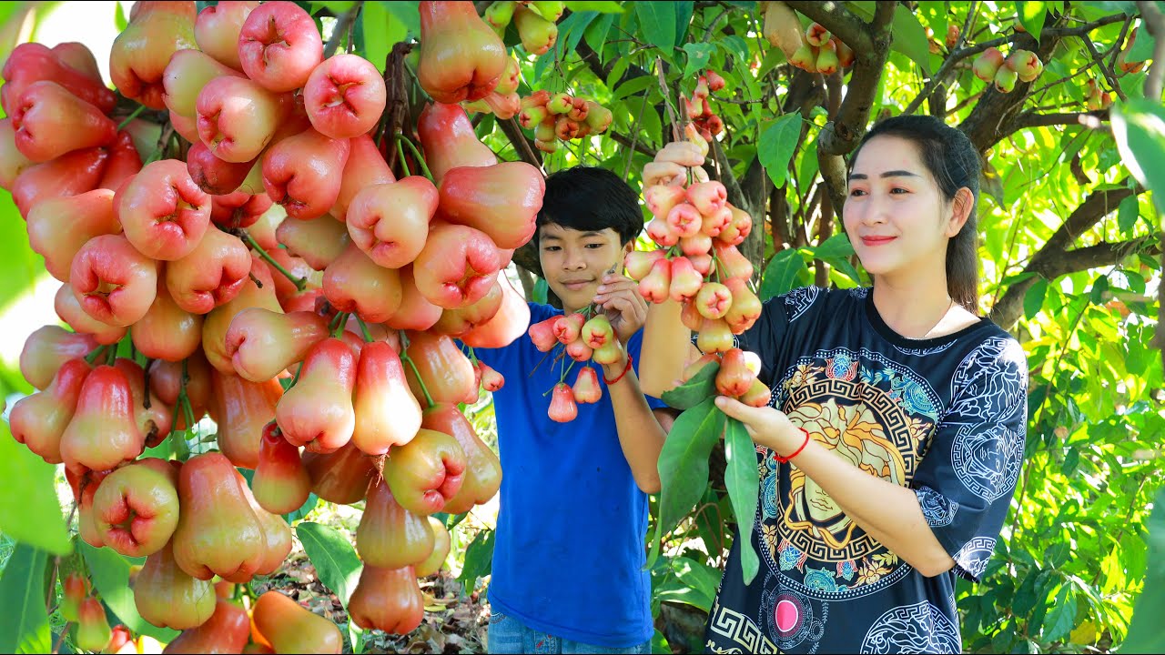 Pick rose apple with my brother for making soup - Have you ever cook rose apple soup before - Yummy