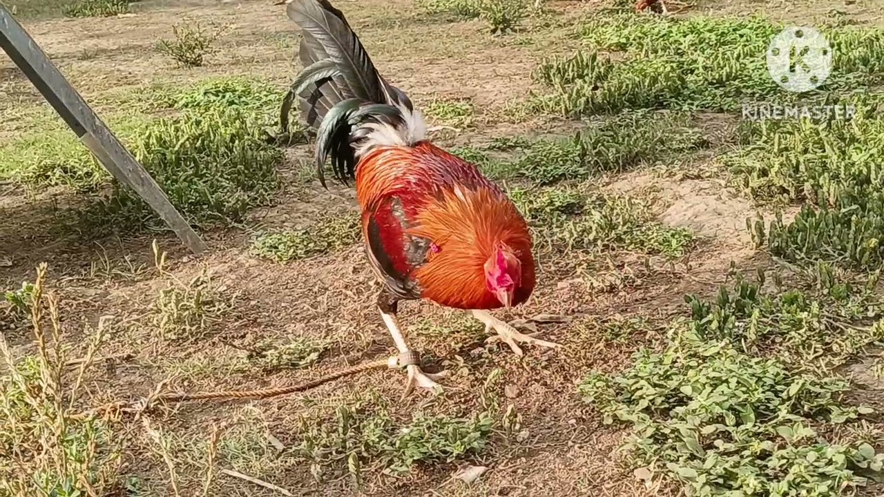 JTP GAMEFARM Raptor sweater and Allen Roundhead