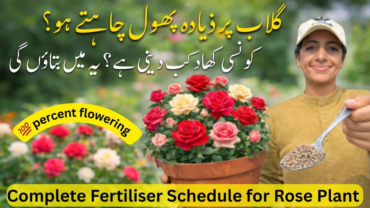 Best Organic Liquid Fertilisers for Rose Plant | Rose Plant Flower Booster Complete Guide