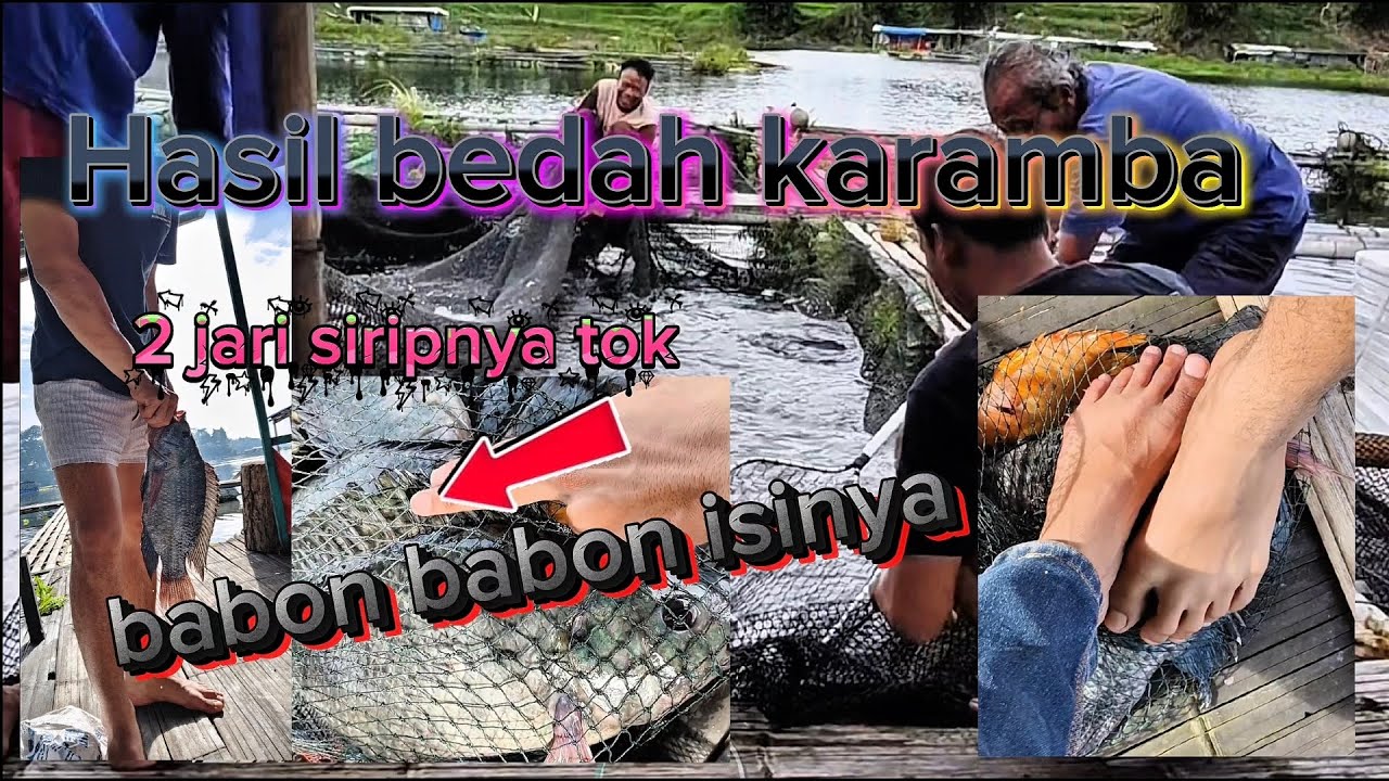 Bedah kolam karamba saguling babon babon ikannya gesss #ikan#fish#ikannila#fishing#mancingceria#fyp