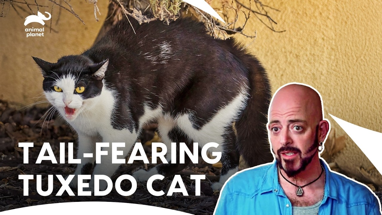 Jackson Galaxy Tackles These Crazy Cat Behaviors | My Cat From Hell S7 E1,3,7 | Animal Planet