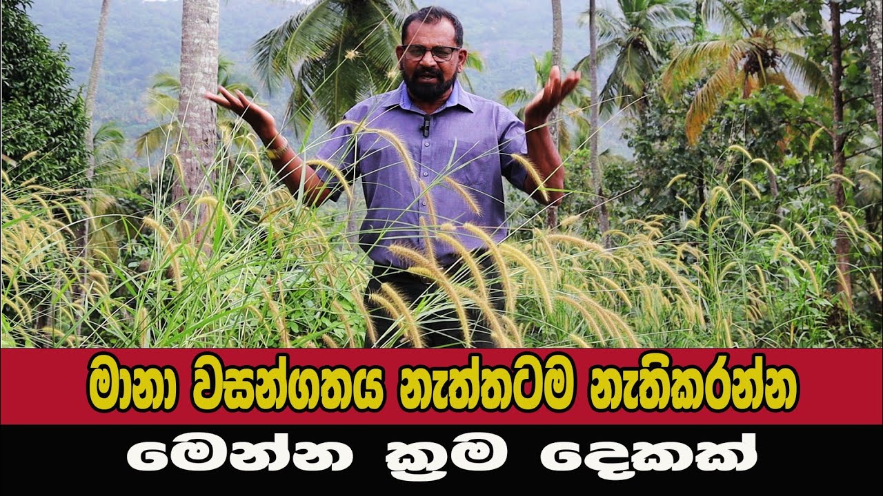 මානා නැත්තටම නැතිකරමු / @AgriView61 