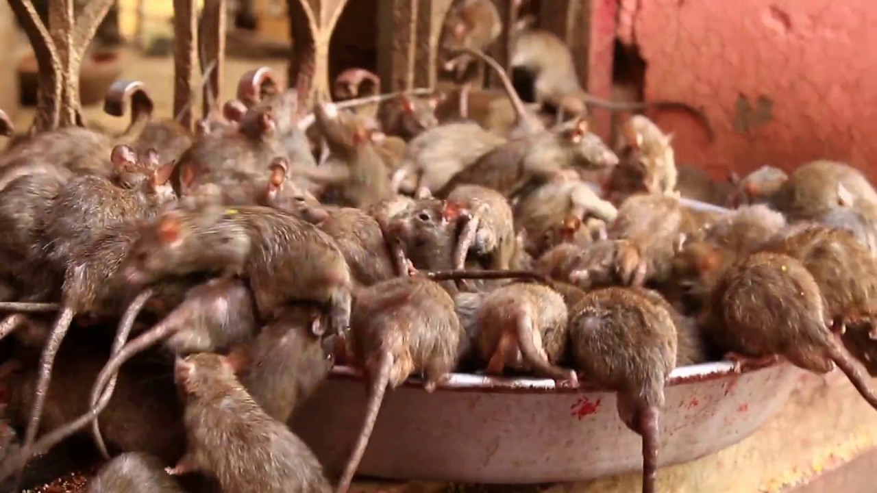 Rats Temple In India (Rajasthan) Only One Rats Temple In The World