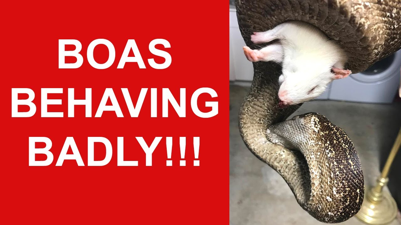 7 Most ANNOYING Boa Constrictor Feeding Behaviors!