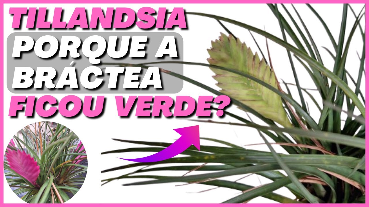 🌺 DICAS de cultivo e propagação da TILLANDSIA e porque ela fica VERDE